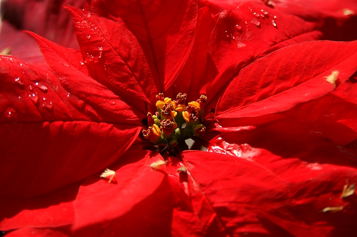 PICT1977 small VRISES XMAS FLOWER.jpg - 234213 Bytes
